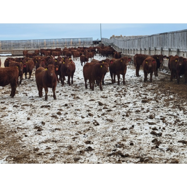 Raymond Land & Cattle - 910# March Weaned Steers - 138 Head (Hazenmore, SK)