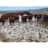 Image 1 : Raymond Land & Cattle - 910# March Weaned Steers - 138 Head (Hazenmore, SK)