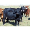 Image 6 : Scott & Gail Sapergia - 20 Black March/April Calving Bred Heifers (Hays, AB)