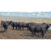 Image 2 : Cattlewood Farms Ltd. - 670# July Delivery Heifers - 90 Head (Fincastle, AB)