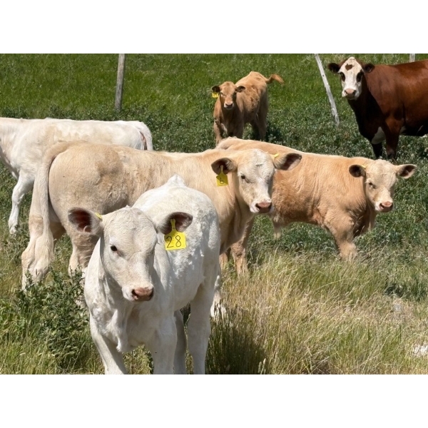 Bar S Cattle Co. - 485# September Delivery Steer Calves - 120 Head (Moose Jaw, SK)