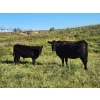 Image 3 : Jay & Laura Biggs  - 675# October Delivery Steer Calves - 65 Head (Elnora, AB)