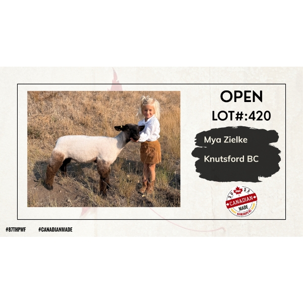 Open Sheep - Mya Zielke - Knutsford BC