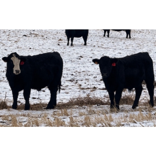 CFH Farms - 770# December Delivery Steer Calves - 80 Head (Eckville, AB)