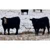 Image 1 : CFH Farms - 770# December Delivery Steer Calves - 80 Head (Eckville, AB)