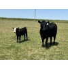 Image 11 : Dar-Lin Ranching - 460# November Delivery Steer Calves - 110 Head (Big Stone, AB)