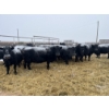 Image 2 : Jake Giesbrecht - 10 Black Cows (Pen 432 - 434)