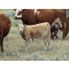 Image 6 : Wolfer Ranching/Wolfer Cattle Co. - 575# October Delivery Heifer Calves - 60 Head (Tilley, AB)