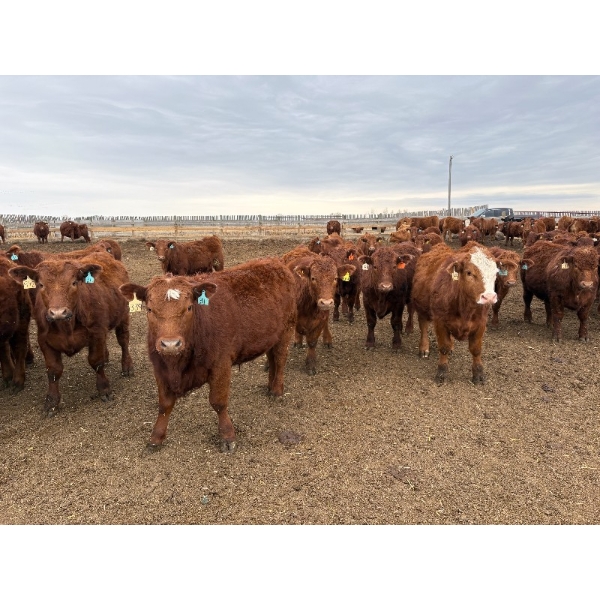 Pedersen Farms - 940# March Delivery Steers - 65 Head (Scandia, AB)