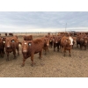 Image 1 : Pedersen Farms - 940# March Delivery Steers - 65 Head (Scandia, AB)