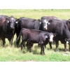 Image 6 : Calvin Rydzik - 525# November Delivery Heifer Calves - 110 Head (Glenavon, SK)