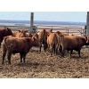 Image 10 : Hillcrest Farming Co. - 760# April Delivery Steers - 80 Head (Dundurn, SK)