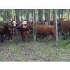 Image 7 : Kelly King - 880# September Delivery Grass Heifers - 140 Head (Cherhill, AB)