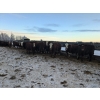 Image 5 : Cody Jackson - 965# January Delivery Steers - 105 Head (Sundre, AB)