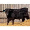 Image 13 : 9X Enterprises - 750# April Delivery Steers - 135 Head (Millicent, AB)