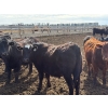 Image 9 : Pedersen Farms - 880# March Delivery Steers - 71 Head (Scandia, AB)