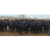 Image 8 : M.S. MacLean Livestock - 1020# March Delivery Steers - 80 Head (Coaldale, AB)
