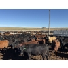 Image 5 : Two River Ranch - 900# October Delivery Heifers - 140 Head (Monarch, AB)