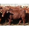 Image 5 : A&S Farms - 24 Red Simm X Replacement Heifers (Coaldale, AB)