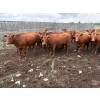 Image 3 : Aspen Terra Inc. - 1000# October Delivery Grass Heifers - 74 Head (Lundar, MB)