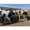 Image 3 : Eagle Creek Colony - 1025# August Delivery Holstein Steers - 19 Head (Asquith, SK)