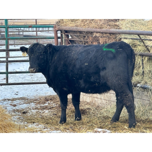 Edward McNair - 2 Heifers (Pen 512)