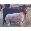 Image 5 : George Ranching - 620# October Delivery Steer Calves - 100 Head (Marwayne, AB)