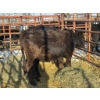 Image 2 : Red Deer Feeder Association Ltd. - 3 Heifers (Pen 143)