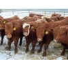 Image 2 : RBD Ranch - 950# March Delivery Steers - 38 Head (Milestone, SK)