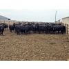 Image 2 : M.S. MacLean Livestock - 1150# September Delivery Heifers - 46 Head (Coaldale, AB)