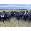 Image 2 : Tribar Ranching Co. - 900# October Delivery Grass Heifers - 60 Head (Steep Rock, MB)
