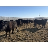 Image 2 : 6U Cattle Company - 980# April Delivery Steers - 65 Head (Manning, AB) VBP+