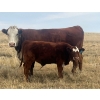 Image 6 : Blaine & Sue Hudec - 615# November Delivery Steer Calves - 80 Head (Jenner, AB)