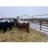 Image 6 : Jake Giesbrecht - 3 BBF Cows (Pen 430)