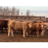 Image 2 : Don & Betty Petersen - 825# November Delivery Steer Calves - 55 Head (Sundre, AB)