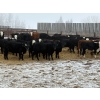 Image 4 : The Y Cattle Co. Ltd. - 650# March Delivery Heifers - 61 Head (Crossfield, AB)
