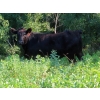 Image 4 : Little Rainbow Ranch - 50 Black & BBF Simm X Angus & Angus AI Bred Heifers (Moosomin, SK)