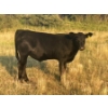 Image 5 : Brad, Kelly & Oliver Deschamps - 490# October Delivery Steer Calves - 100 Head (Patricia, AB)