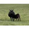 Image 9 : Paragon Ranch - 515# Sept/Oct Delivery Steer Calves - 110 Head (Bengough, SK)