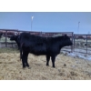 Image 7 : Colter Malloy - 12 Black Heifers (Pen 328 - 332)