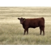 Image 12 : Evans Family (Gary, Carla & Keith) - 585# November Delivery Heifer Calves - 85 Head (Bassano, AB)