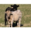 Image 6 : GW Murray Ranches - 675# November Delivery Steer Calves - 86 Head (Rolling Hills, AB)