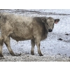 Image 9 : Winnifred Colony Farming Ltd. - 790# December Delivery Weaned Steers - 78 Head (Winnifred, AB)