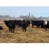 Image 6 : Belle Creek Stock Farms - 765# March Delivery Heifers - 160 Head (Belleview, MB)