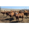 Image 7 : Amber Mountain Farms - 710# May Delivery Heifers - 80 Head (Vauxhall, AB)