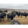 Image 3 : Lost River Farming - 1000# April Delivery Steers - 305 Head (Allan, SK) VBP+