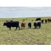 Image 6 : Sheerness Farms (Travis & Stacie Hickle) - 515# Steer Calves - 40 Head (Hanna, AB)