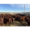 Image 2 : South Ridge Simmentals - 680# Jan/Feb Delivery Heifers - 90 Head (Monarch, AB)
