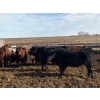 Image 6 : Carl Chomistek - 775# March Delivery Steers - 62 Head (Rolling Hills, AB)