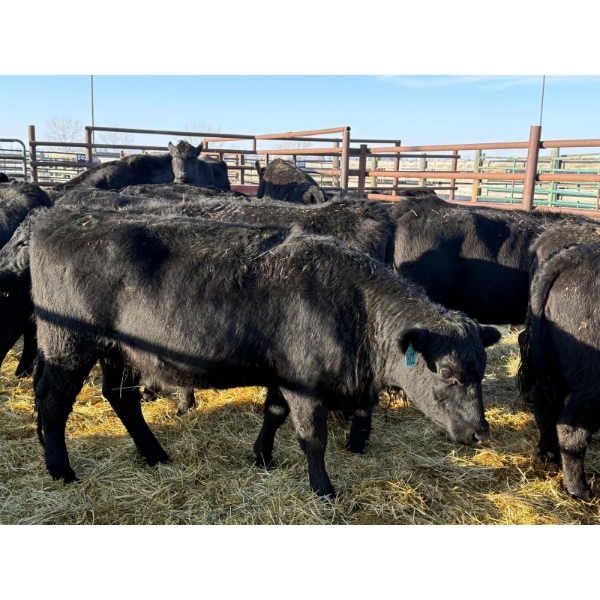 Lazy J Cattle Co. - 11 Second Calvers (Pen 420A)